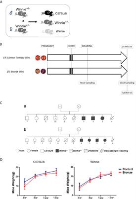 Polyphenol Enriched Diet Administration During Pregnancy and Lactation Prevents Dysbiosis in Ulcerative Colitis Predisposed Littermates